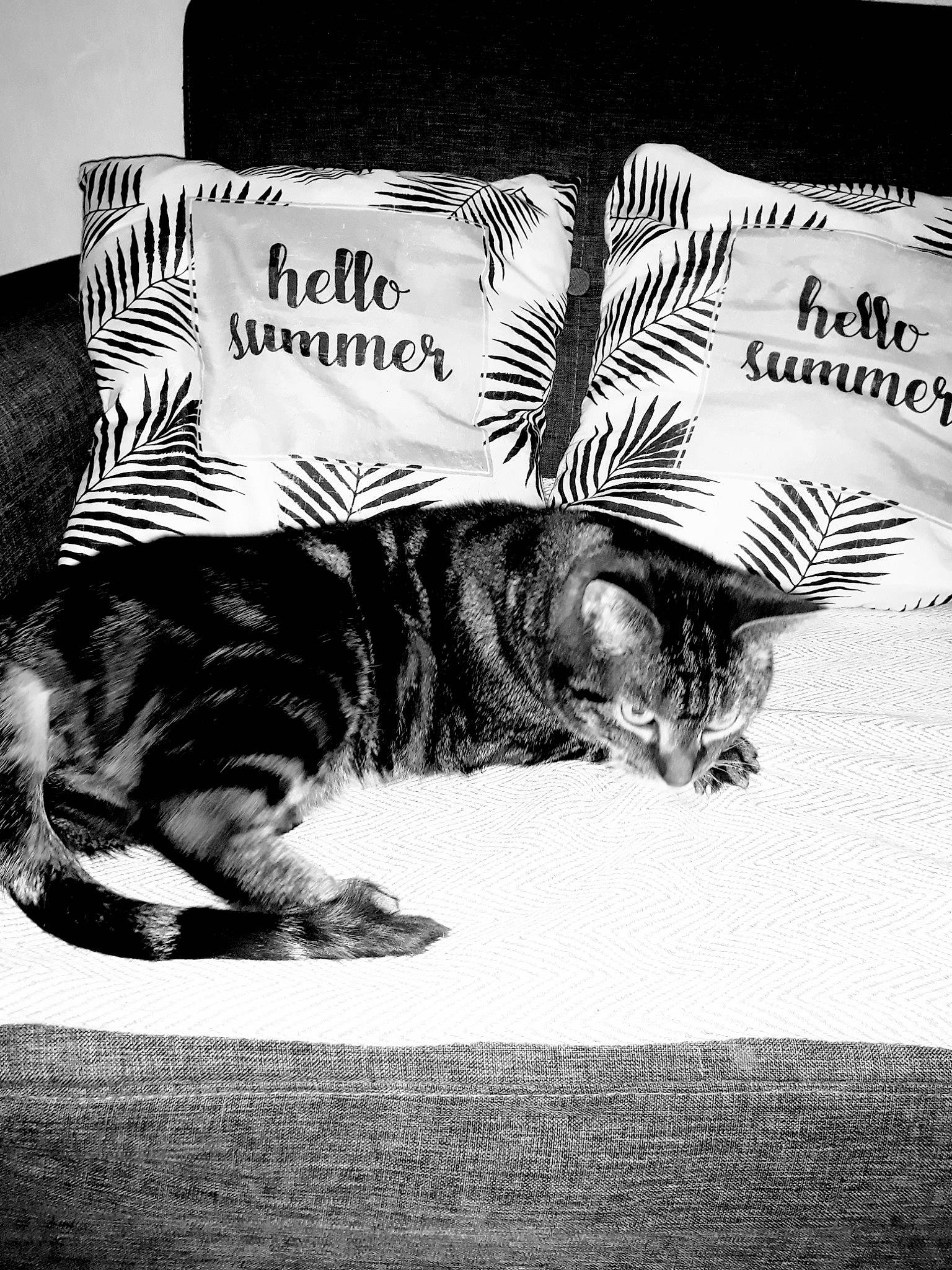 Hawaïe a rejoint le concours — aidez-le/la à gagner de superbes lots ! asian, black_and_white, carnivore, cat, felidae, font, fur, kitten, monochrome, nap, photography, sleep, small_to_medium_sized_cats, style, tabby_cat, tail, whiskers, white