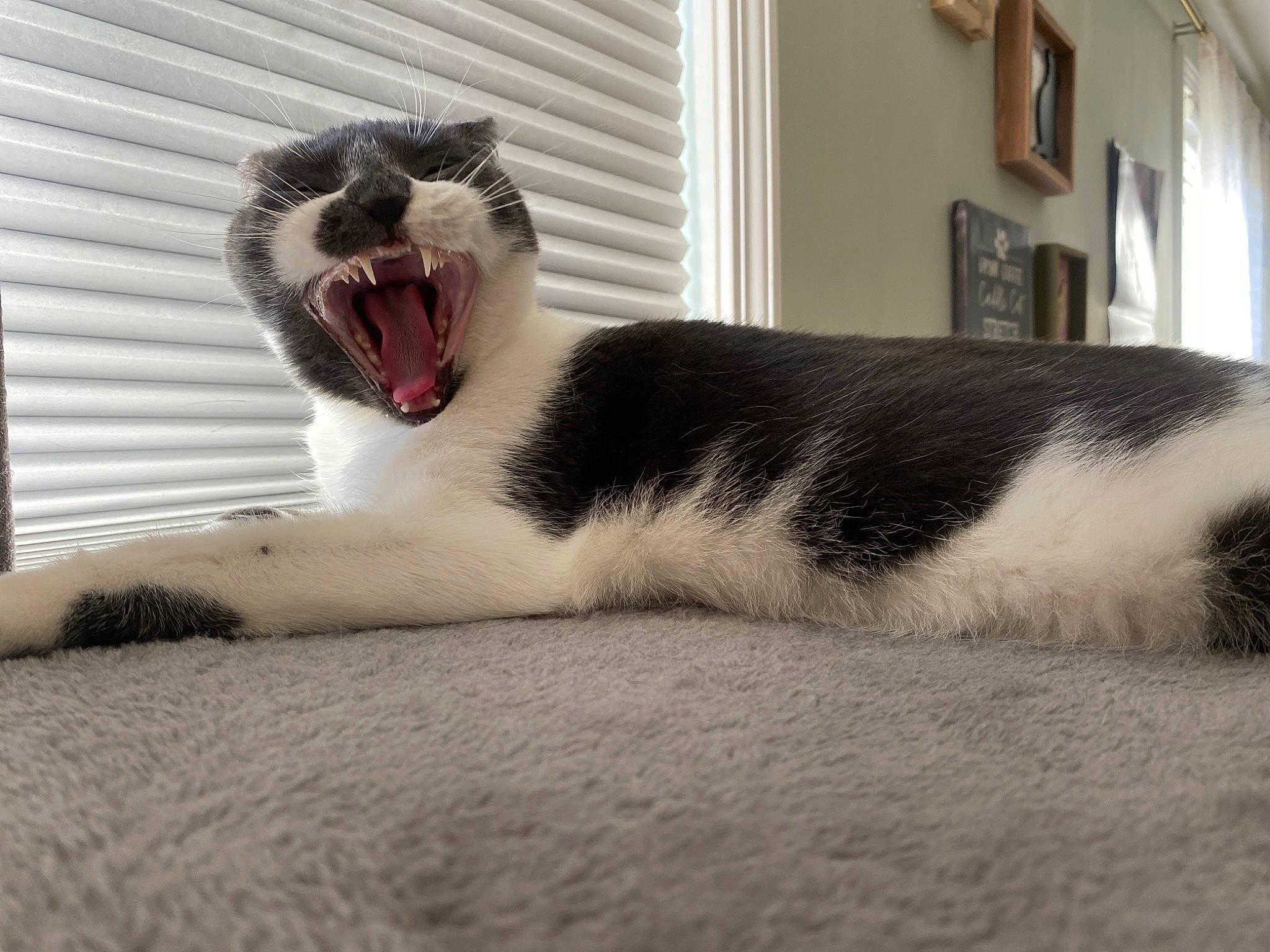Squish joined the competition — help win amazing prizes! carmine, carnivore, cat, comfort, domestic_short_haired_cat, fang, felidae, foot, fur, grey, paw, roar, small_to_medium_sized_cats, snout, tail, terrestrial_animal, tooth, whiskers, window, yawn