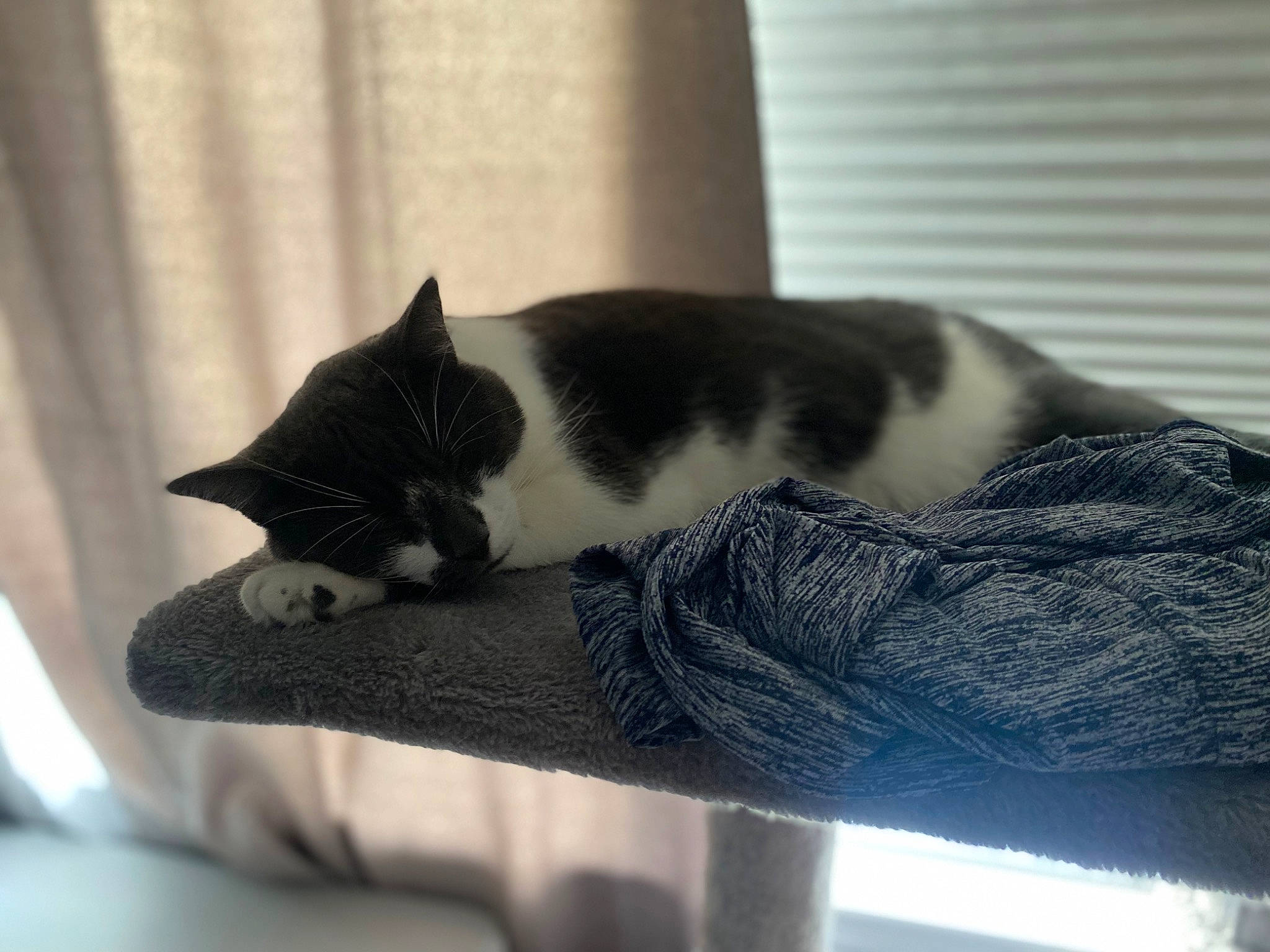 Squish is registered to the contest to win money with this photo: carnivore, cat, comfort, curtain, domestic_short_haired_cat, felidae, fur, grey, human_leg, leg, monochrome_photography, nap, paw, small_to_medium_sized_cats, snout, tail, tree, whiskers, window, wood