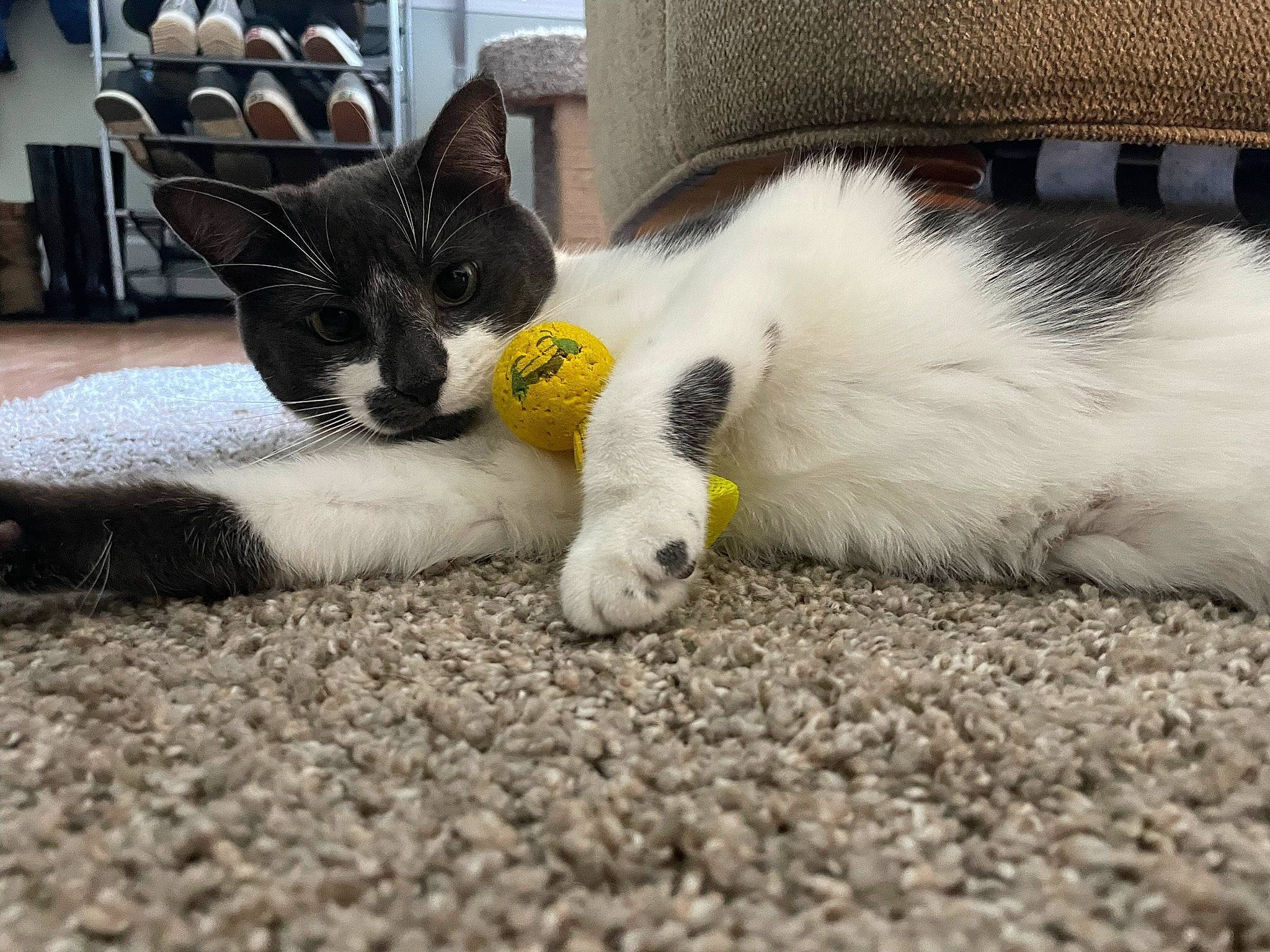 Squish joined the competition — help win amazing prizes! carnivore, cat, chair, comfort, companion_dog, dog_breed, domestic_short_haired_cat, fawn, felidae, flooring, foot, fur, grass, human_leg, paw, small_to_medium_sized_cats, snout, tail, whiskers, window