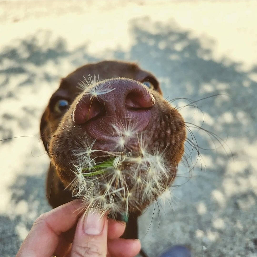 Odin joined the competition — help win amazing prizes! bearded_seal, california_sea_lion, canidae, carnivore, dog_breed, fawn, fur, fur_seal, grass, happy, liver, livestock, marine_mammal, seal, snout, sporting_group, terrestrial_animal, whiskers, wildlife, working_animal