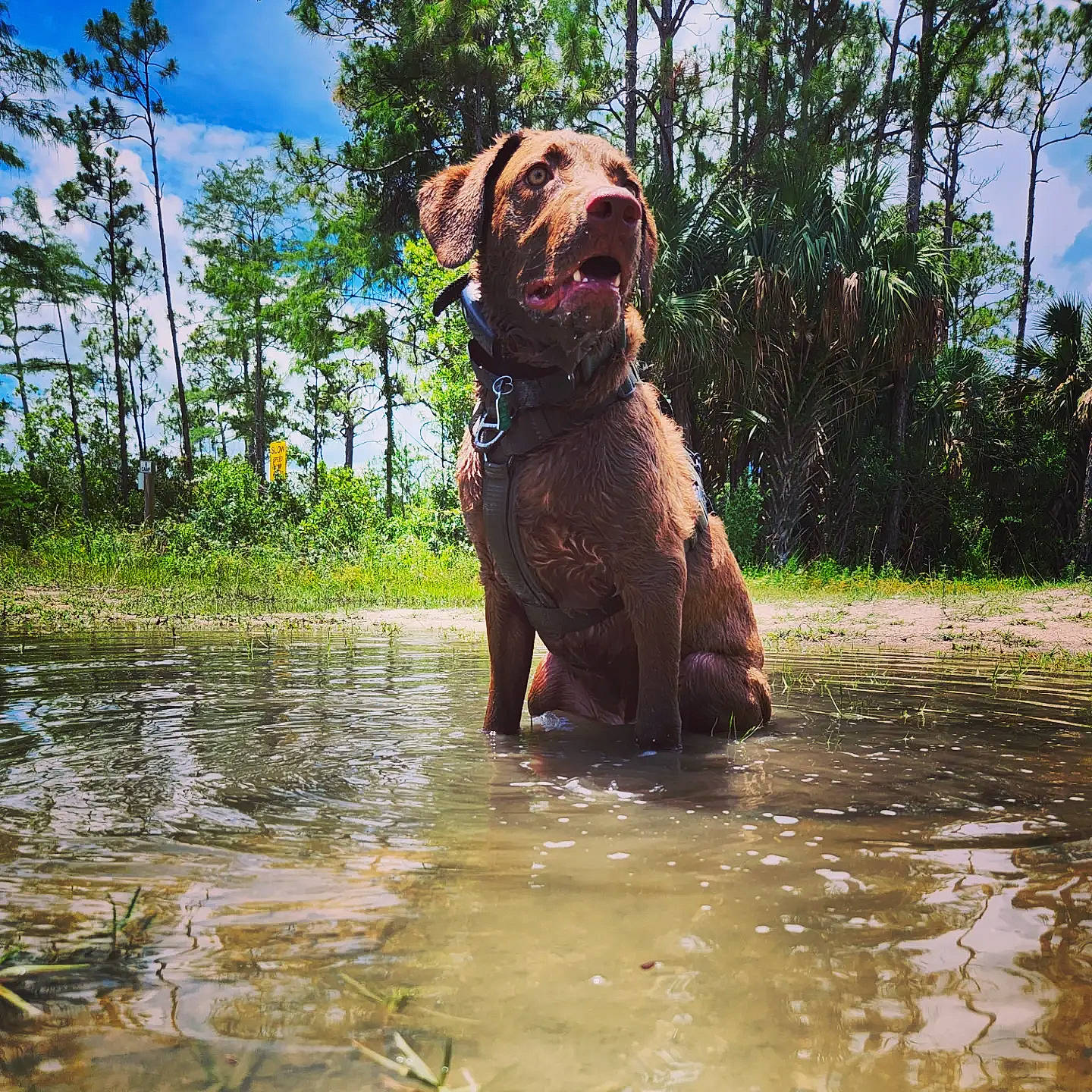 Odin joined the competition — help win amazing prizes! carnivore, cloud, companion_dog, dog, dog_breed, dog_collar, fawn, grass, gun_dog, landscape, liver, natural_landscape, plant, sky, snout, terrestrial_animal, tree, water, wetland, working_animal