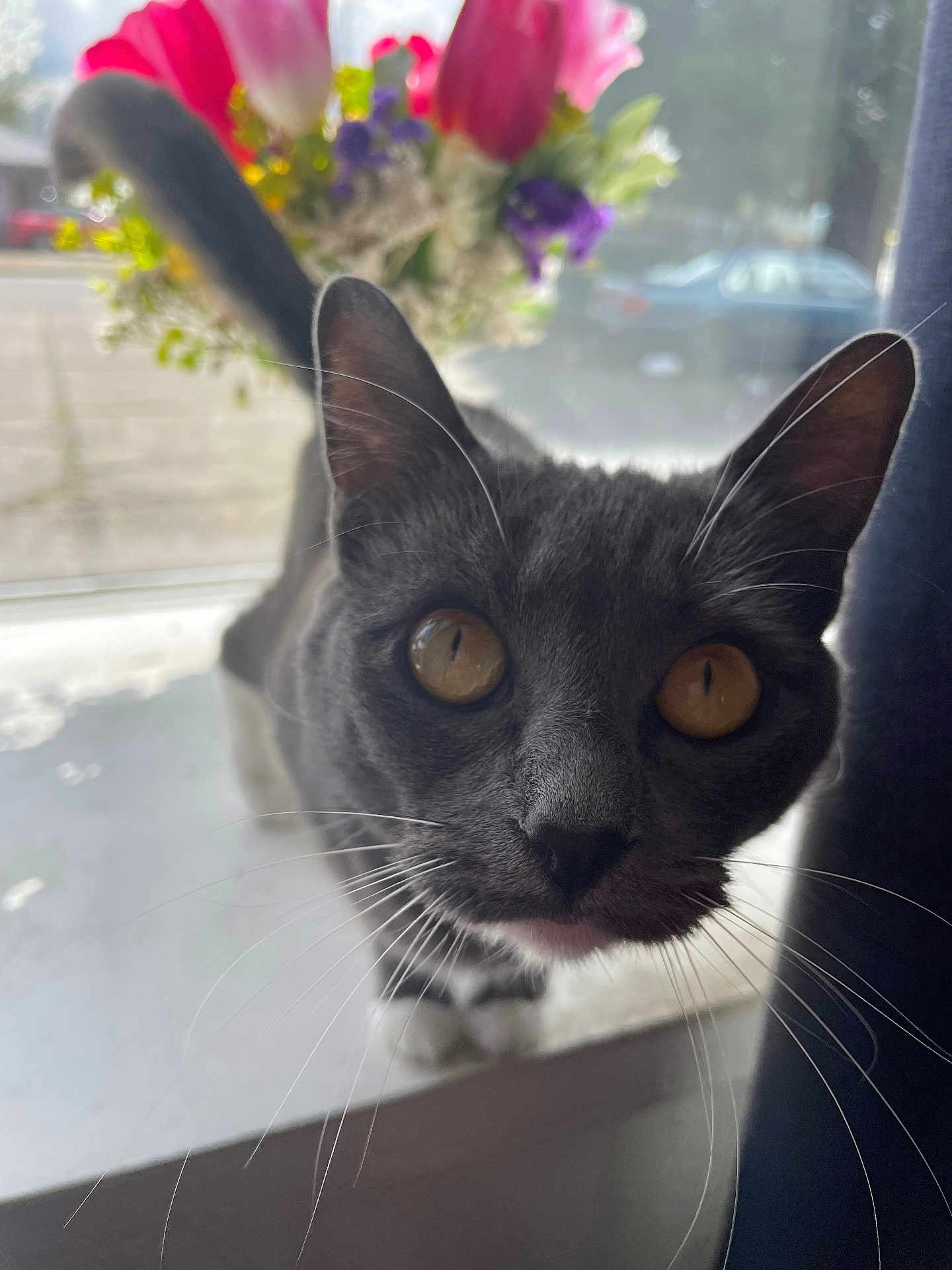 Summer is registered to the contest to win money with this photo: cat, gray_cat, close_up, curious, whiskers, ears, amber_eyes, flowers, bouquet, pink_flowers, purple_flowers, window, natural_light, indoor, pet, animal, feline, face, close_up_face