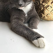 Summer joined the competition — help win amazing prizes! animal, calm, cat, close_up, cute, decor, domestic_cat, feline, golden_vase, gray_cat, indoor, mammal, pet, portrait, relaxed, resting, soft_fur, table, whiskers, white_paws