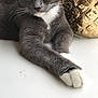 cat, gray_cat, white_paws, relaxed, indoor, feline, whiskers, golden_vase, decor, table, animal, pet, cute, close_up, soft_fur, resting, domestic_cat, mammal, portrait, calm