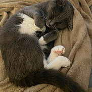 Summer joined the competition — help win amazing prizes! cat, sleeping, gray, white, fur, pet, animal, cozy, blanket, curled_up, paw, pink_paw_pads, relaxed, indoor, cute, domestic_cat, feline, resting, soft, napping