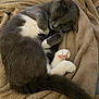 cat, sleeping, gray, white, fur, pet, animal, cozy, blanket, curled_up, paw, pink_paw_pads, relaxed, indoor, cute, domestic_cat, feline, resting, soft, napping