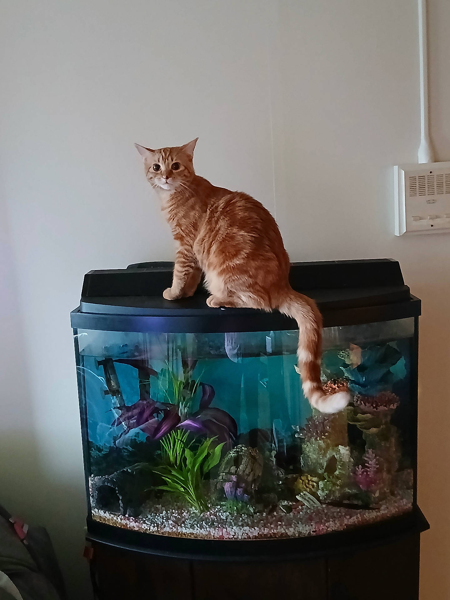 animal, aquarium, cat, curious, decorations, domestic_cat, feline, fish_tank, glass, home, indoor, orange_cat, orange_tabby, pet, plants, room, sitting, tail, tank, water