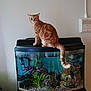 cat, orange_tabby, fish_tank, aquarium, indoor, pet, curious, animal, tank, plants, decorations, home, feline, water, glass, orange_cat, sitting, tail, domestic_cat, room