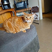 Amber joined the competition — help win amazing prizes! cat, orange_tabby, feline, pet, indoor, living_room, furniture, ottoman, gray_cushion, fan, microwave, wooden_chair, floor, whiskers, curious, cozy, home, relaxed, animal, domestic