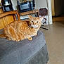 cat, orange_tabby, feline, pet, indoor, living_room, furniture, ottoman, gray_cushion, fan, microwave, wooden_chair, floor, whiskers, curious, cozy, home, relaxed, animal, domestic