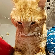 Spirou a rejoint le concours — aidez-le/la à gagner de superbes lots ! cat, ginger_cat, close_up, indoor, pet, feline, fur, whiskers, ears, face, looking_down, red_cushion, blue_fabric, patterned_clothing, decor, butterfly_wall_sticker, lamp, tabby, cute