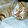 cat, orange_tabby, whiskers, sleepy, close_up, pet, feline, fur, resting, indoor, blanket, texture, animal, mammal, cute, domestic_cat, relaxed, laying, face, soft