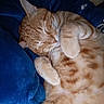 cat, orange_tabby, sleeping, cozy, blanket, fur, whiskers, pet, cute, relaxed, indoor, resting, animal, feline, paw, soft, warm, domestic_cat, cute_pet, snuggled