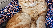 Spirou a rejoint le concours — aidez-le/la à gagner de superbes lots ! cat, orange_tabby, pet, animal, feline, lap, resting, paws, fur, striped, cozy, comfort, indoor, person, patterned_clothing, closeup, relaxed, cute, sleepy, domestic