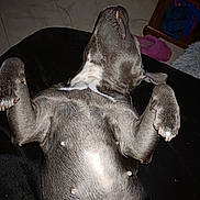Tornade a rejoint le concours — aidez-le/la à gagner de superbes lots ! dog, lying_down, relaxed, indoor, tile_floor, paw, pet, fur, sleeping, animal, black_fur, mammal, domestic_animal, resting, paw_up, closeup, quiet, home, floor, comfort
