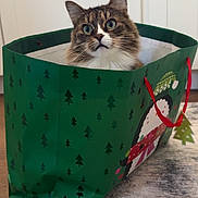 Gypsy is registered to the contest to win money with this photo: cat, tabby_cat, gift_bag, green, holiday, penguin, scarf, curious, indoors, carpet, floor, white_cabinet, wood_floor, pet, animal, ears, fur, whiskers, eyes, cute