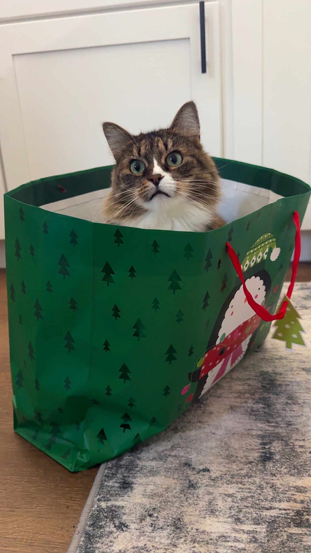 Gypsy is registered to the contest to win money with this photo: cat, tabby_cat, gift_bag, green, holiday, penguin, scarf, curious, indoors, carpet, floor, white_cabinet, wood_floor, pet, animal, ears, fur, whiskers, eyes, cute