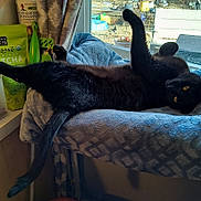 Louie is registered to the contest to win money with this photo: black_cat, cat, pet, animal, feline, indoor, blanket, blue, window, sunlight, stretching, relaxed, cozy, curious, kitchen, counter, organic_matcha, container, home, furniture