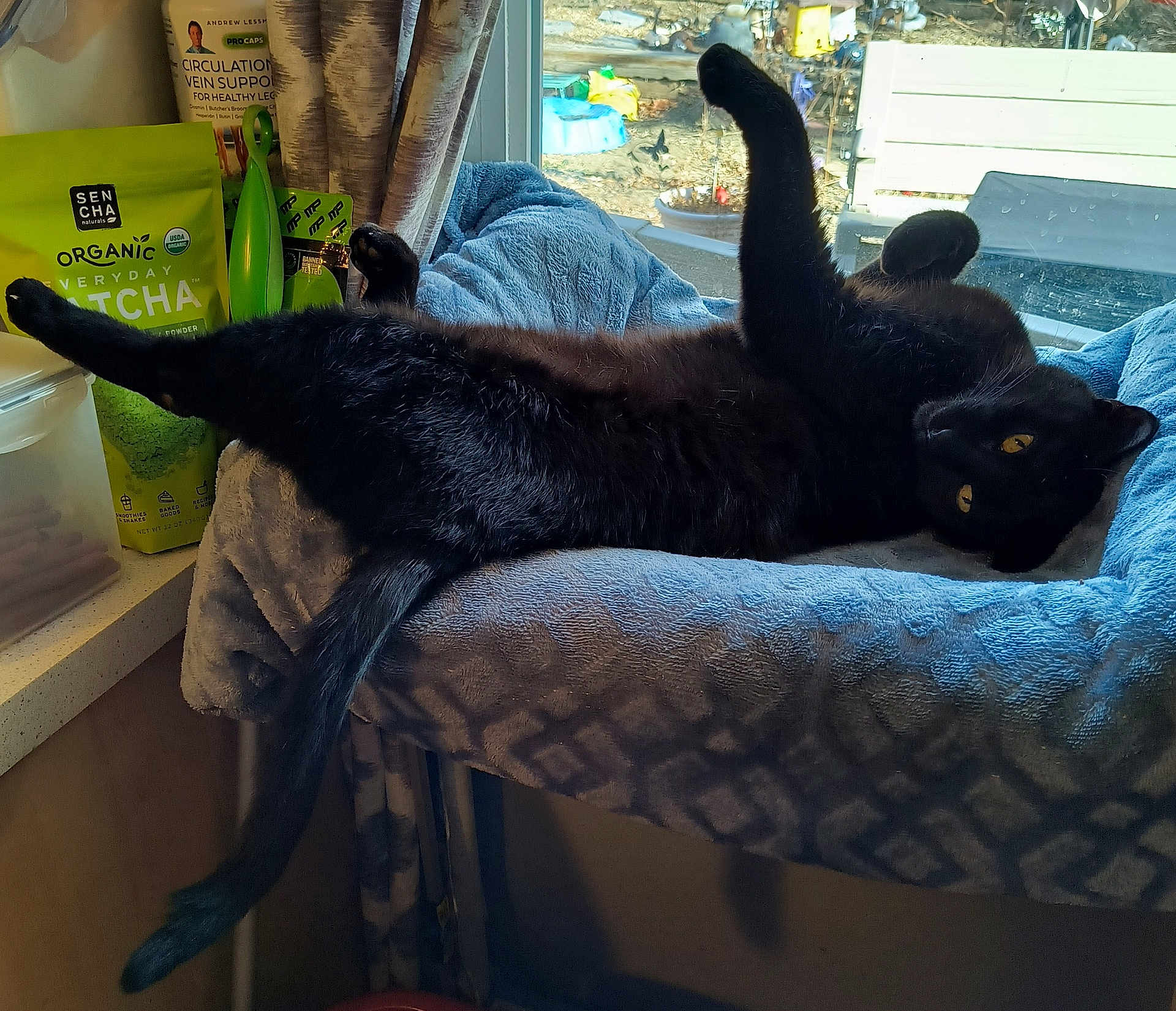Louie is registered to the contest to win money with this photo: black_cat, cat, pet, animal, feline, indoor, blanket, blue, window, sunlight, stretching, relaxed, cozy, curious, kitchen, counter, organic_matcha, container, home, furniture
