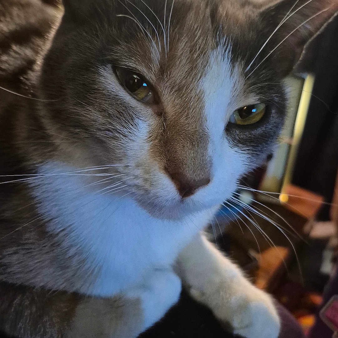 Doja Kaye joined the competition — help win amazing prizes! animal, brown, cat, close_up, cozy, cute, domestic_animal, ears, face, feline, fur, indoor, indoor_plant, paws, pet, portrait, relaxed, resting, whiskers, white