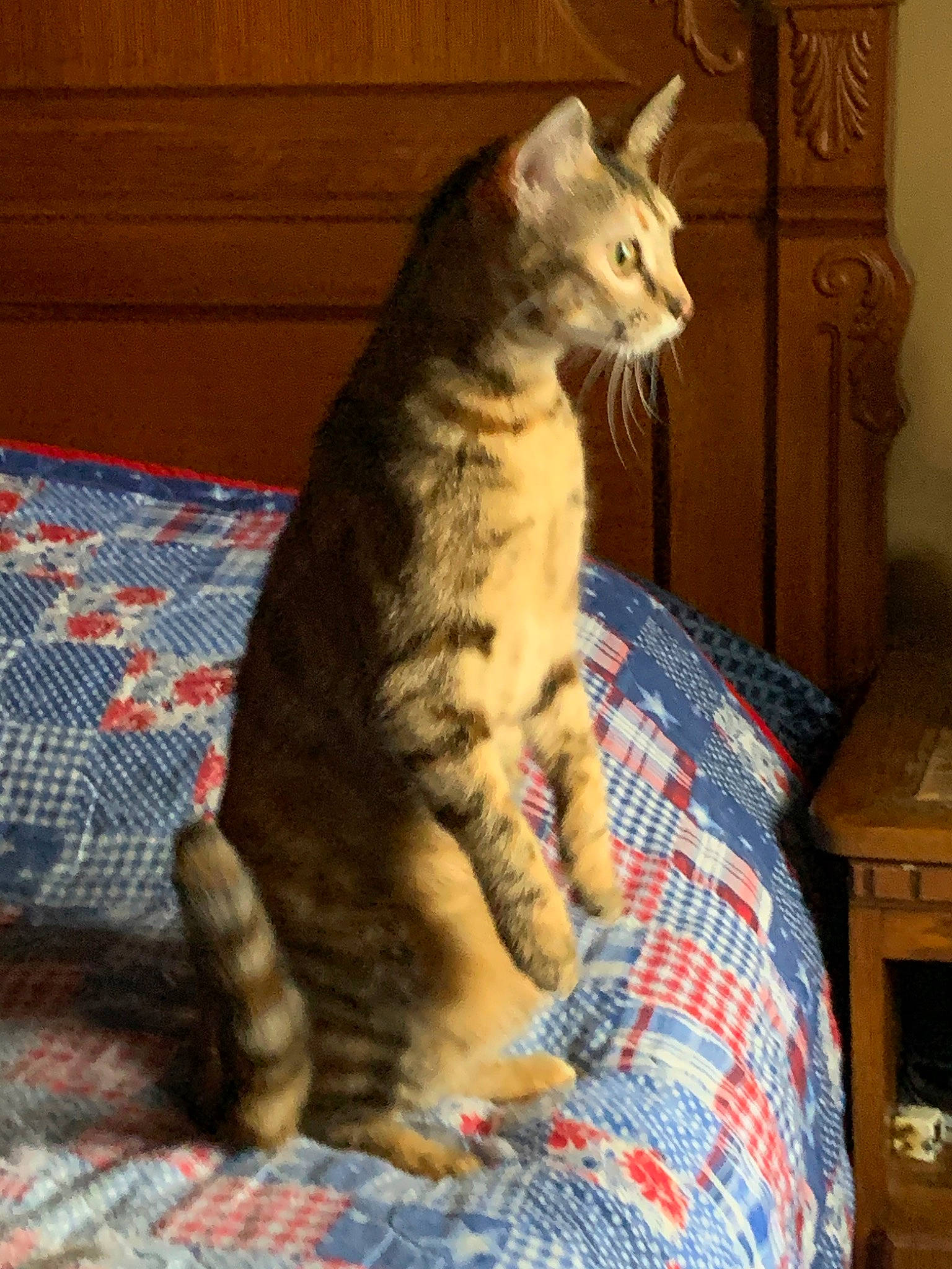 Evee is registered to the contest to win money with this photo: arabian_mau, asian, california_spangled, carnivore, cat, claw, domestic_short_haired_cat, dragon_li, european_shorthair, felidae, fur, german_rex, mammal, pixie_bob, polydactyl_cat, sitting, small_to_medium_sized_cats, tabby_cat, tail, whiskers