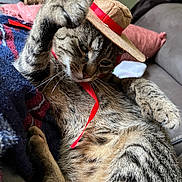 Mr.cat joined the competition — help win amazing prizes! animal, blanket, cat, closeup, couch, cozy, domestic_cat, fur, hat, indoor, paw, pet, pillow, playful, red_ribbon, relaxed, soft, striped, tabby_cat, whiskers
