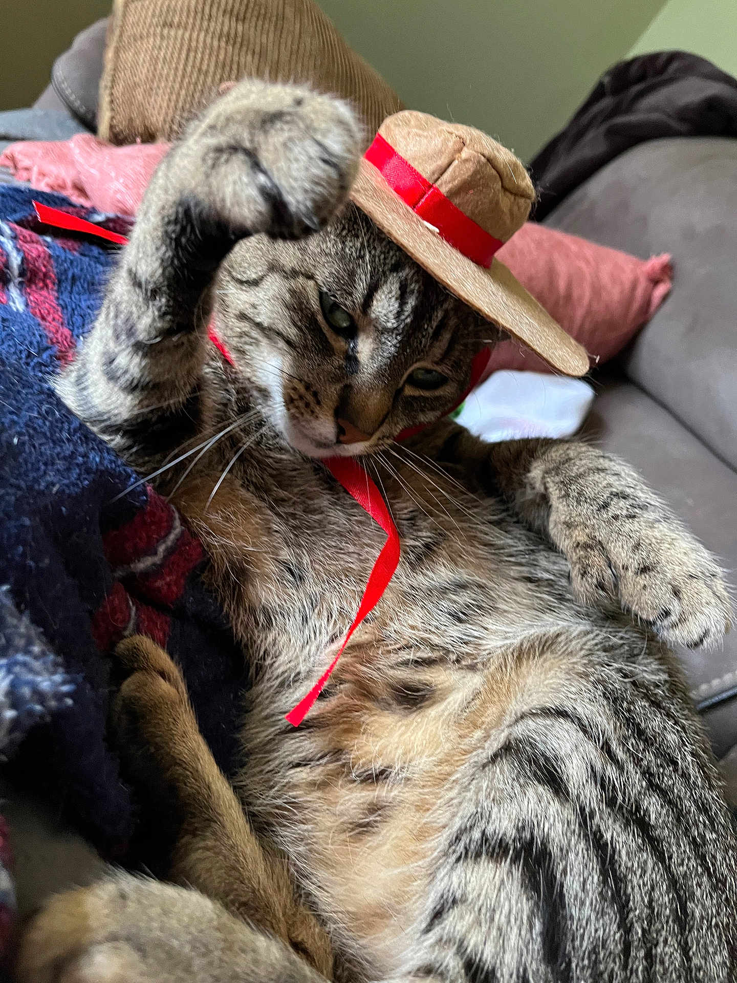 Mr.cat