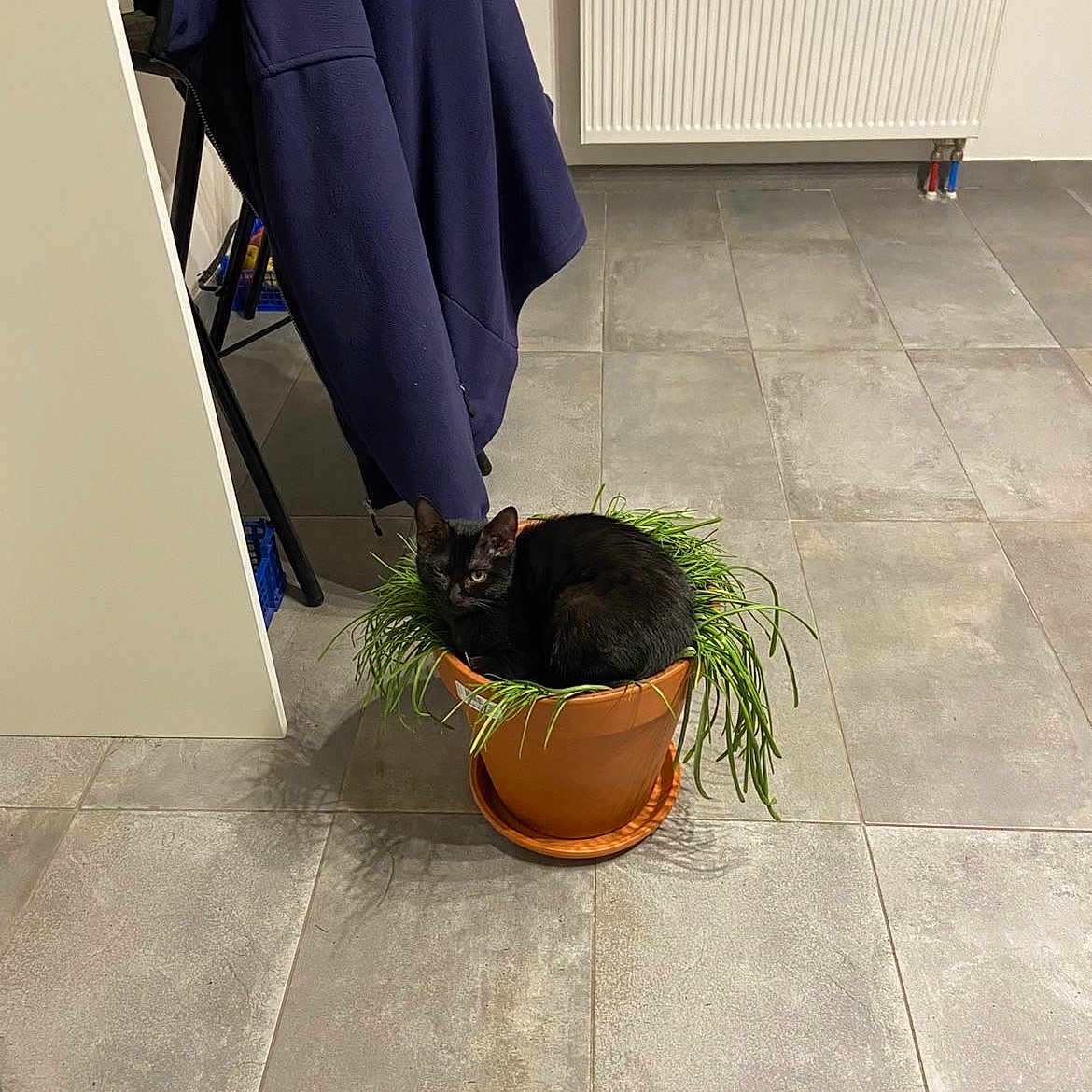Skwikii participe au concours pour gagner de l'argent avec cette photo : animal, black_cat, cat, chair, comfortable, cozy, curled_up, domestic, floor, floor_tiles, green_plants, home, indoor, jacket, pet, plant_pot, quiet, radiator, resting, wall
