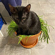 Skwikii participe au concours pour gagner de l'argent avec cette photo : black_cat, kitten, flower_pot, plant, greenery, indoor, floor_tiles, pet, cute, animal, feline, domestic_cat, small_cat, sitting, curious, fur, ears, whiskers, eye, shadow