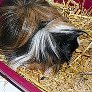 SCHAMALOW participe au concours pour gagner de l'argent avec cette photo :