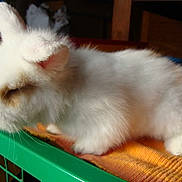 LOONA a rejoint le concours — aidez-le/la à gagner de superbes lots !