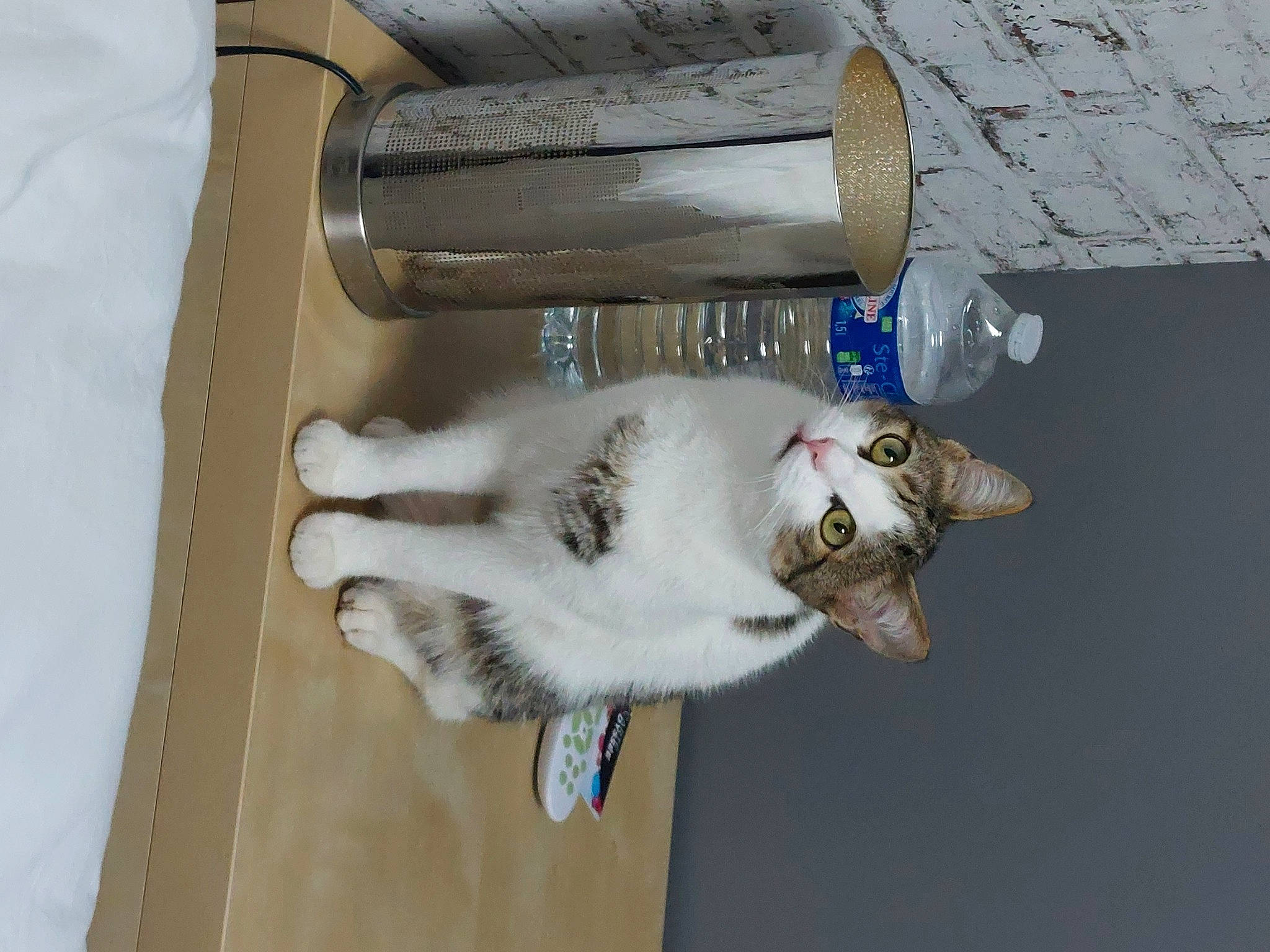 Patate participe au concours pour gagner de l'argent avec cette photo : bottle, carnivore, cat, domestic_short_haired_cat, felidae, gas, small_to_medium_sized_cats, tail, waste_container, water, wood
