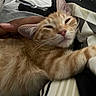 Maverick is registered to the contest to win money with this photo: animal, bed, blanket, cat, closeup, ear, face, flashlight, fur, hand, human_arm, indoor, kitten, orange_tabby, paw, pet, resting, sleepy, striped, whiskers
