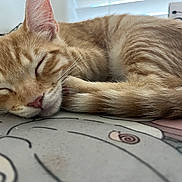 Maverick joined the competition — help win amazing prizes! animal, background_blur, cat, close_up, cozy, cute, domestic_cat, floor_mat, fur, indoor, kitten, mammal, orange_tabby, peaceful, pet, resting, sleeping, soft_light, whiskers, young_cat