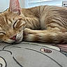 animal, background_blur, cat, close_up, cozy, cute, domestic_cat, floor_mat, fur, indoor, kitten, mammal, orange_tabby, peaceful, pet, resting, sleeping, soft_light, whiskers, young_cat