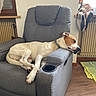 blanket, brown_and_white, chair, collar, couch, cozy, dog, furniture, home, indoor, nap, pet, radiator, recliner, relaxed, resting, short_hair, sleeping, window, wooden_floor