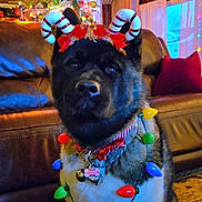 Eevee joined the competition — help win amazing prizes! animal, candy_cane_ears, celebration, christmas_lights, christmas_tree, collar, couch, curtains, cute, decorations, dog, festive, holiday, holiday_decorations, indoors, lamp, living_room, pet_accessories, rug, window