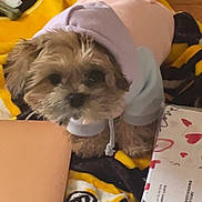 Meiyah joined the competition — help win amazing prizes! dog, puppy, hoodie, pet, blanket, yellow, black, fur, small_dog, cute, looking_at_camera, portrait, laptop, charger_cable, gift_wrap, hearts, wood_floor, cozy, indoor, sitting