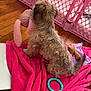 dog, puppy, small_dog, fluffy_fur, tan_fur, back_view, sitting, pink_blanket, pink_playpen, wooden_floor, stuffed_toy, plush_bunny, toy_ring, pet_toy, indoor, home_interior, cute, soft_texture, play_area, blanket_fold