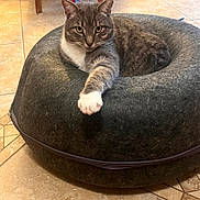 Suki is registered to the contest to win money with this photo: cat, tabby, pet_bed, gray, white_paw, indoor, tile_floor, relaxed, feline, animal, cozy, domestic_cat, paw, resting, toy, colorful, fur, cute, home, lounging