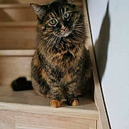 Kaline participe au concours pour gagner de l'argent avec cette photo : cat, tortoiseshell, pet, animal, stairs, wooden_stairs, indoor, curious, feline, whiskers, shadow, sitting, fur, ears, green_eyes, house, domestic, cute, portrait, looking