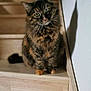 cat, tortoiseshell, pet, animal, stairs, wooden_stairs, indoor, curious, feline, whiskers, shadow, sitting, fur, ears, green_eyes, house, domestic, cute, portrait, looking