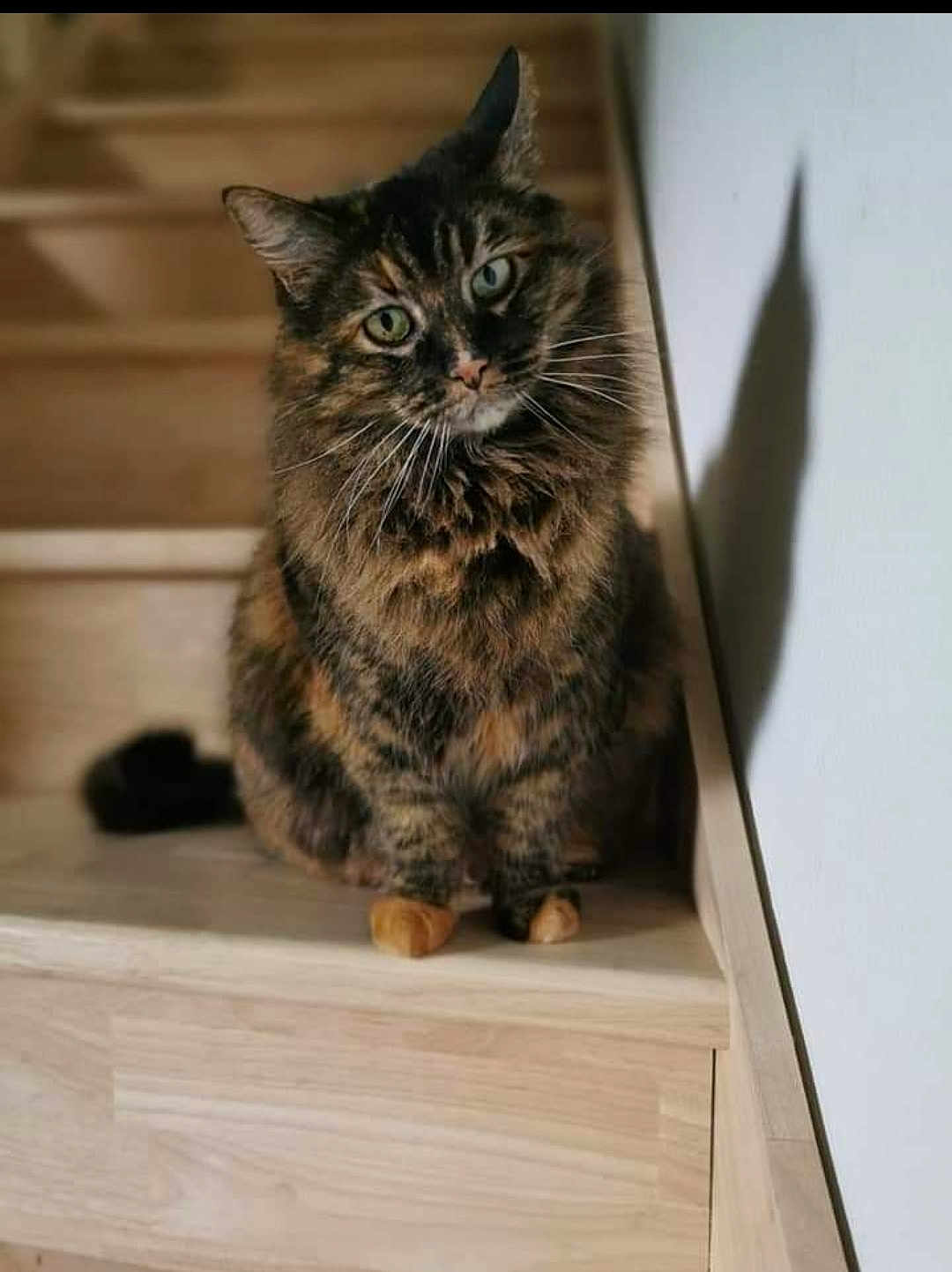Kaline participe au concours pour gagner de l'argent avec cette photo : cat, tortoiseshell, pet, animal, stairs, wooden_stairs, indoor, curious, feline, whiskers, shadow, sitting, fur, ears, green_eyes, house, domestic, cute, portrait, looking