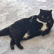 Bagheera joined the competition — help win amazing prizes! animal, black_cat, cat, cozy, cute, domestic_animal, feline, fur, indoor, lying_down, mammal, paws, pet, relaxed, resting, soft_surface, tail, whiskers, white_fur, yellow_eyes