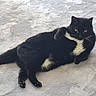 cat, black_cat, white_fur, lying_down, pet, animal, feline, relaxed, yellow_eyes, indoor, soft_surface, cute, whiskers, paws, tail, fur, mammal, domestic_animal, resting, cozy