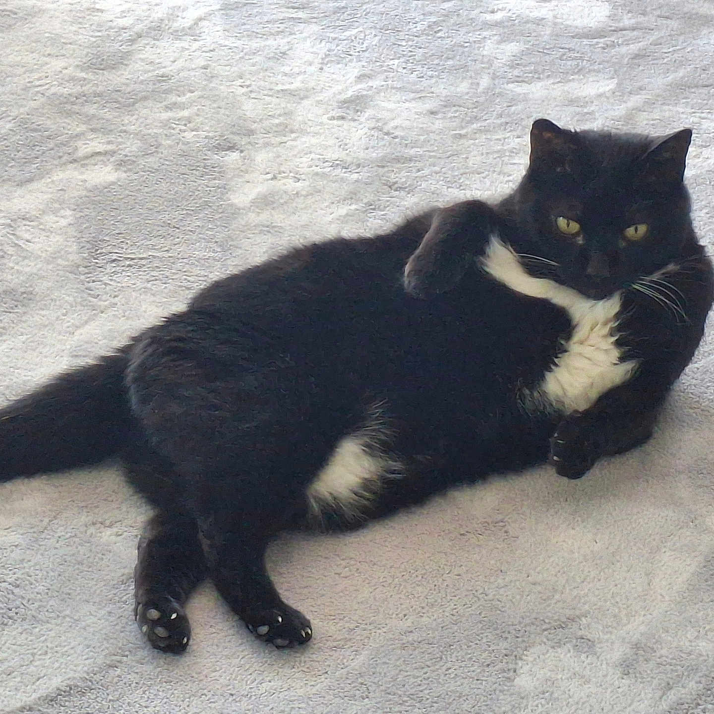 Bagheera