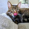 Poucha a rejoint le concours — aidez-le/la à gagner de superbes lots ! animal, bed, bedroom, blanket, cat, close_up, cozy, feline, green_eyes, indoors, licking, lying_down, pet, photography, portrait, relaxed, striped_fur, tabby_cat, tongue, window