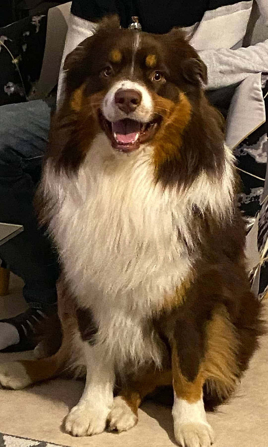 Pango a rejoint le concours — aidez-le/la à gagner de superbes lots ! backpack, bag, canidae, carnivore, companion_dog, dog, dog_breed, formal_wear, fur, giant_dog_breed, herding_dog, luggage_and_bags, smile, snapshot, snout, sporting_group, terrestrial_animal, whiskers, working_animal, working_dog