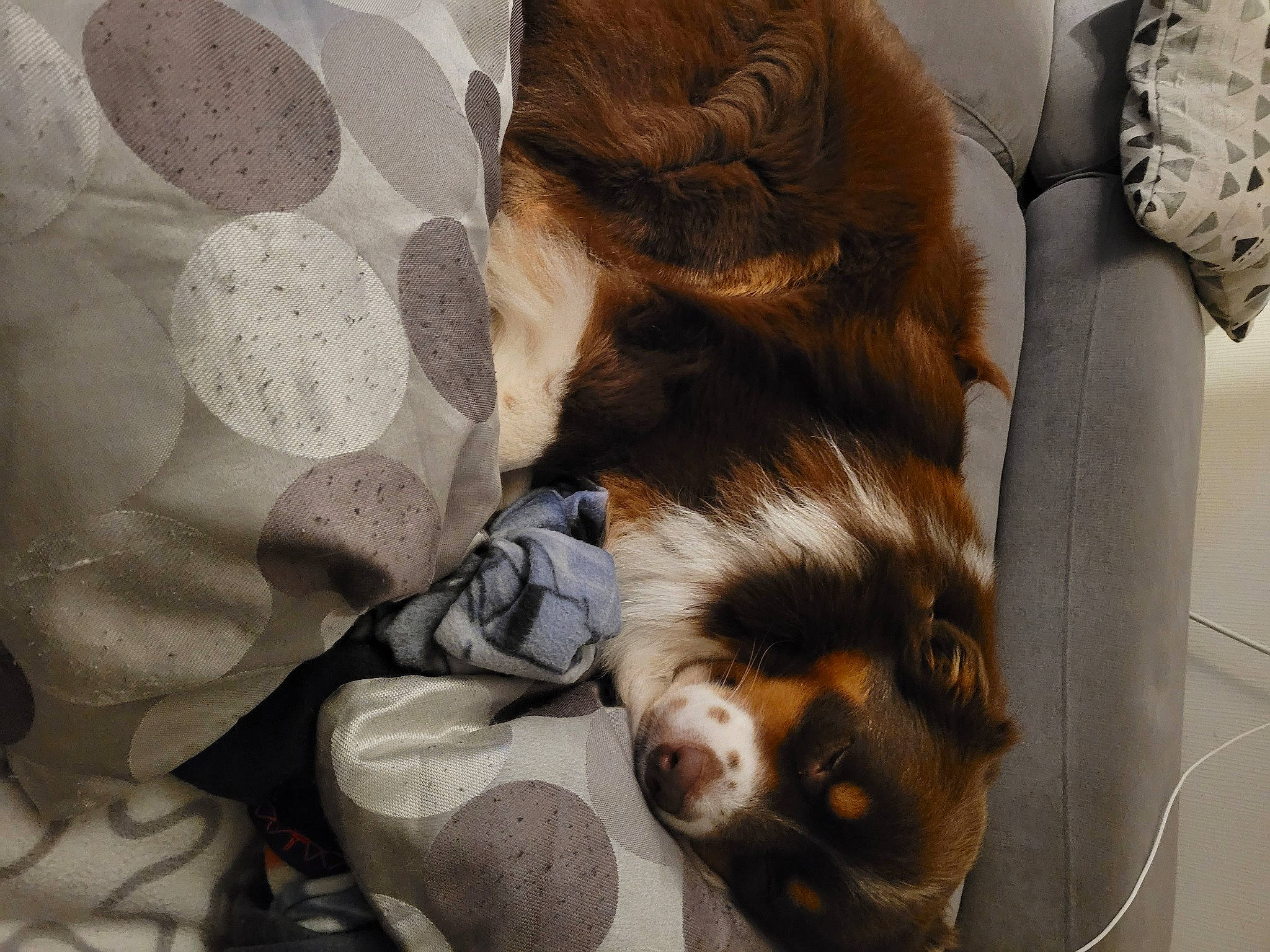 Pango participe au concours pour gagner de l'argent avec cette photo : canidae, carnivore, claw, comfort, companion_dog, dog, dog_breed, fawn, felidae, fur, liver, nap, paw, small_to_medium_sized_cats, snout, sporting_group, tail, textile, toy_dog, whiskers